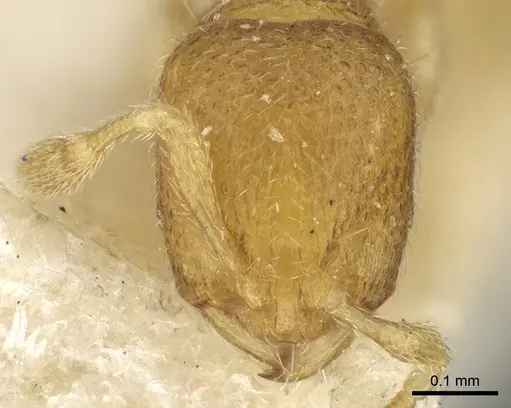 Carebara escherichi specimen CASENT0902375 image casent0902375_2