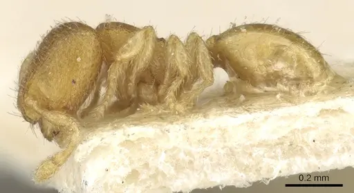 Carebara escherichi specimen CASENT0902375 image casent0902375_3