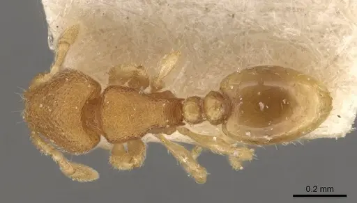 Carebara escherichi specimen CASENT0908921 image casent0908921_1