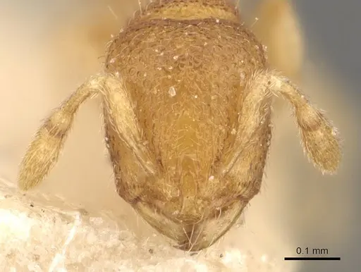 Carebara escherichi specimen CASENT0908921 image casent0908921_2