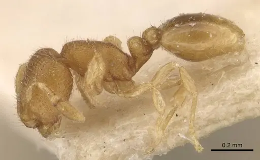 Carebara escherichi specimen CASENT0908921 image casent0908921_3