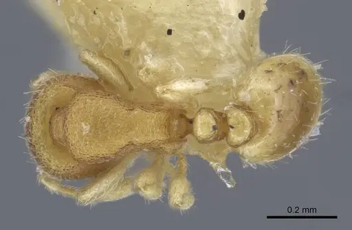 Carebara escherichi specimen CASENT0917025 image casent0917025_1