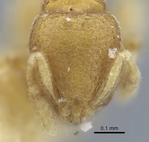 Carebara escherichi specimen CASENT0917025 image casent0917025_2