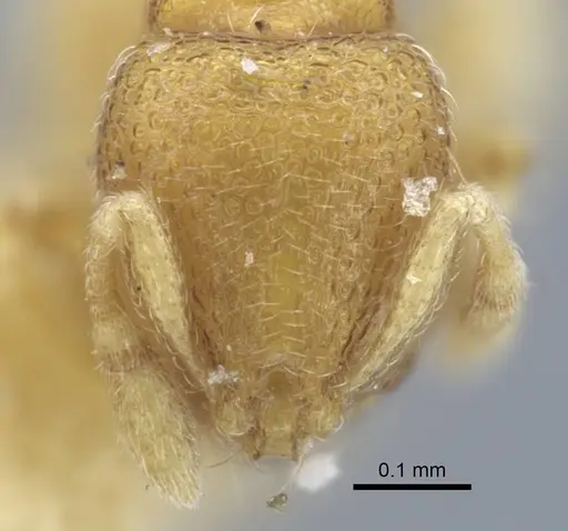 Carebara escherichi specimen CASENT0917025 image casent0917025_3