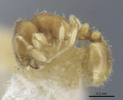 Carebara escherichi specimen CASENT0917025 image casent0917025_4