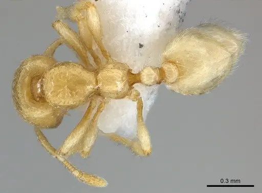 Carebara fayrouzae specimen CASENT0217362 image casent0217362_1