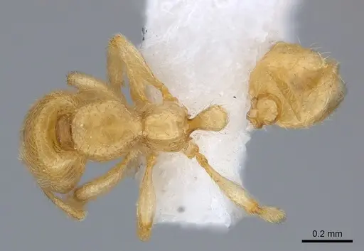 Carebara fayrouzae specimen CASENT0217368 image casent0217368_1