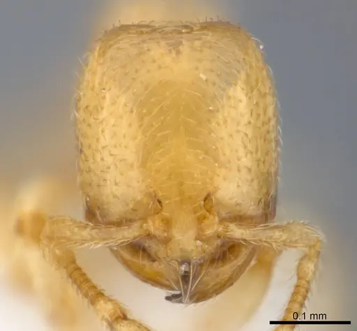 Carebara fayrouzae specimen CASENT0217368 image casent0217368_2