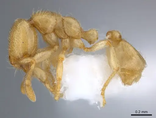 Carebara fayrouzae specimen CASENT0217368 image casent0217368_3