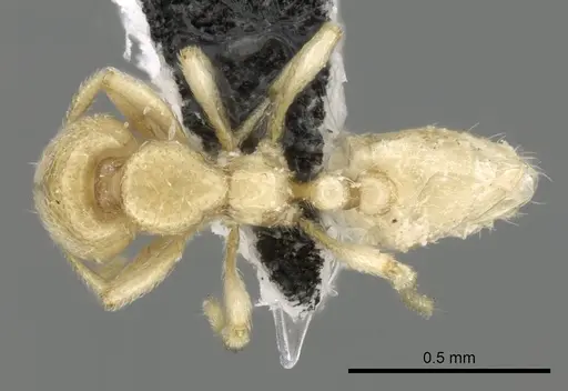 Carebara fayrouzae specimen CASENT0249865 image casent0249865_1