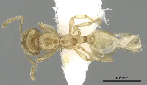 Carebara fayrouzae specimen CASENT0249868 image casent0249868_1