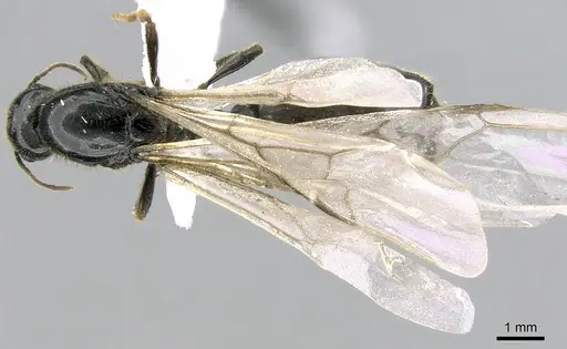 Carebara fayrouzae specimen CASENT0906362 image casent0906362_1