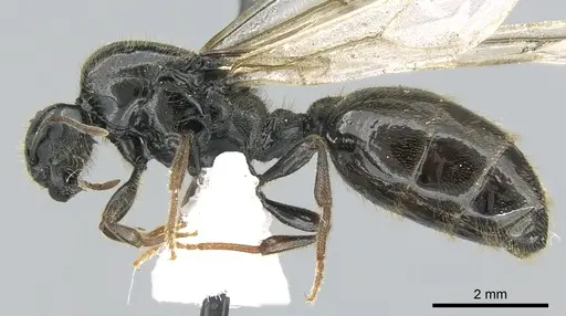 Carebara fayrouzae specimen CASENT0906362 image casent0906362_3
