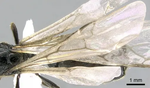 Carebara fayrouzae specimen CASENT0906362 image casent0906362_4