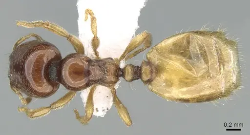 Carebara fayrouzae specimen CASENT0906363 image casent0906363_1