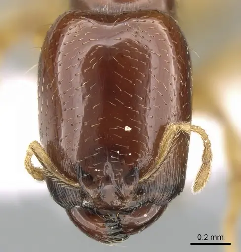 Carebara fayrouzae specimen CASENT0906363 image casent0906363_2