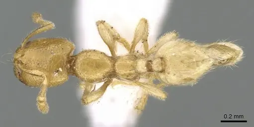 Carebara fayrouzae specimen CASENT0906364 image casent0906364_1