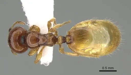 Carebara fayrouzae specimen CASENT0919795 image casent0919795_1