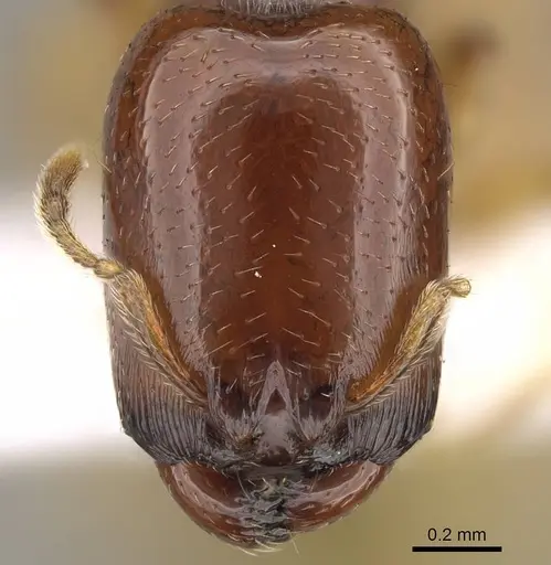 Carebara fayrouzae specimen CASENT0919795 image casent0919795_2