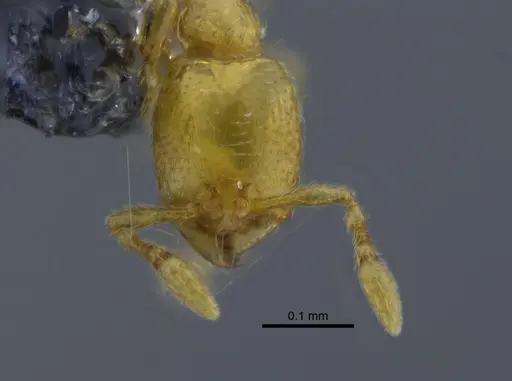 Carebara globularia specimen CBUMAGENT41707 image cbumagent41707_2