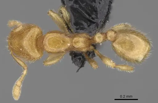 Carebara grandidieri specimen CASENT0047187 image casent0047187_1