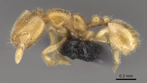 Carebara grandidieri specimen CASENT0047187 image casent0047187_3