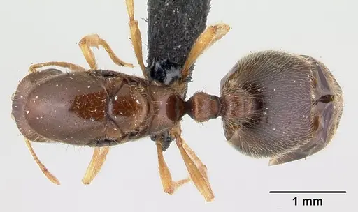 Carebara grandidieri specimen CASENT0048931 image casent0048931_1