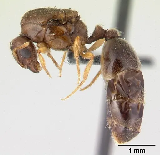 Carebara grandidieri specimen CASENT0048931 image casent0048931_3