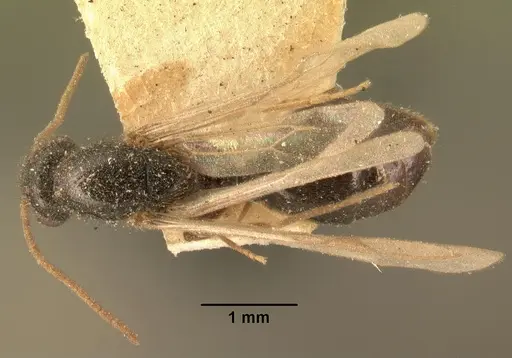 Carebara grandidieri specimen CASENT0101813 image casent0101813_1
