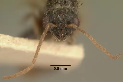 Carebara grandidieri specimen CASENT0101813 image casent0101813_2