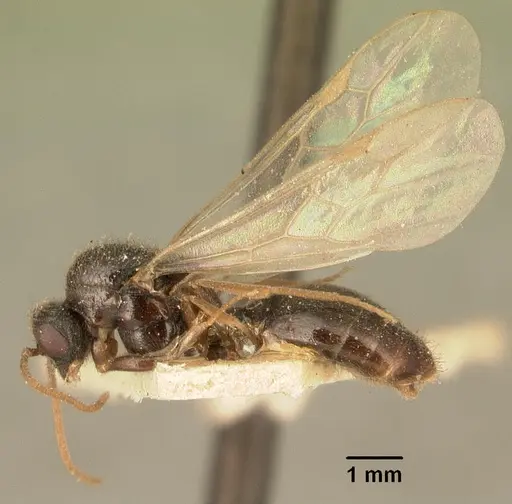 Carebara grandidieri specimen CASENT0101813 image casent0101813_3