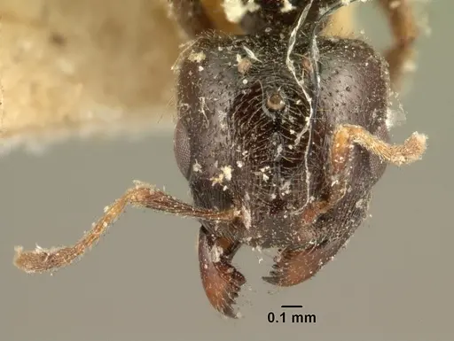 Carebara grandidieri specimen CASENT0101999 image casent0101999_2