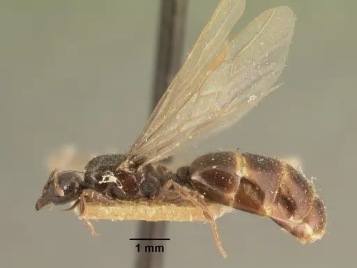 Carebara grandidieri specimen CASENT0101999 image casent0101999_3
