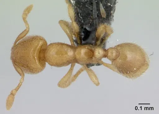 Carebara grandidieri specimen CASENT0133049 image casent0133049_1