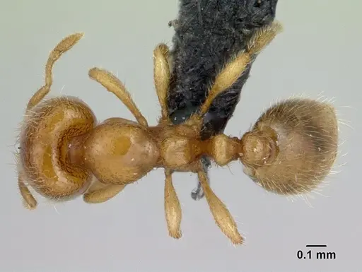 Carebara grandidieri specimen CASENT0133170 image casent0133170_1