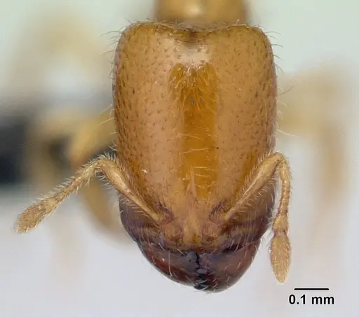 Carebara grandidieri specimen CASENT0133170 image casent0133170_2