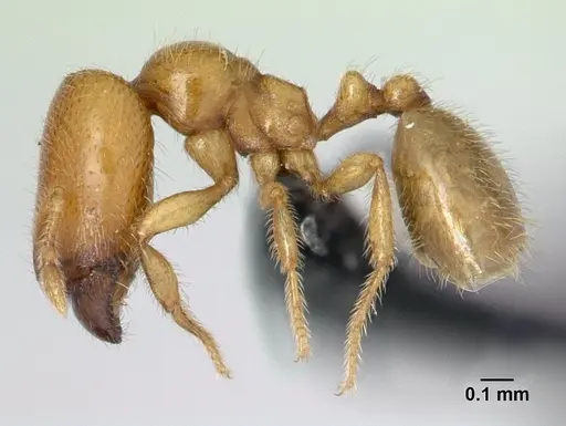 Carebara grandidieri specimen CASENT0133170 image casent0133170_3
