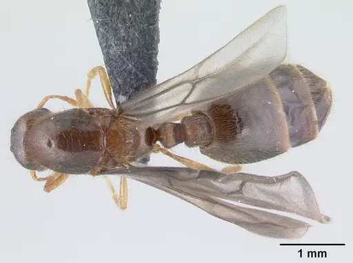 Carebara grandidieri specimen CASENT0147362 image casent0147362_1