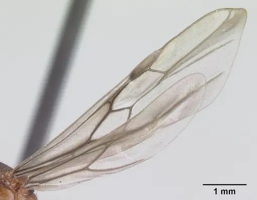 Carebara grandidieri specimen CASENT0147362 image casent0147362_4