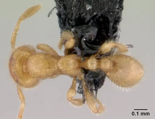 Carebara grandidieri specimen CASENT0147483 image casent0147483_1