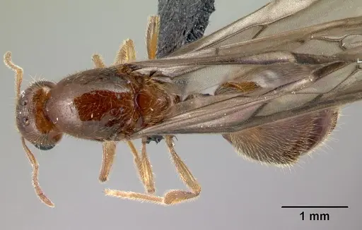 Carebara grandidieri specimen CASENT0147574 image casent0147574_1