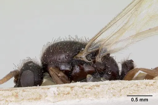 Carebara grandidieri specimen CASENT0172790 image casent0172790_3