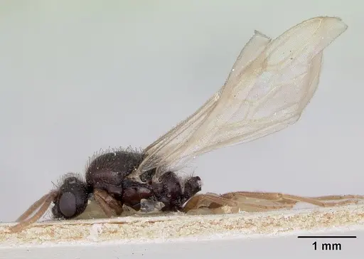 Carebara grandidieri specimen CASENT0172790 image casent0172790_4