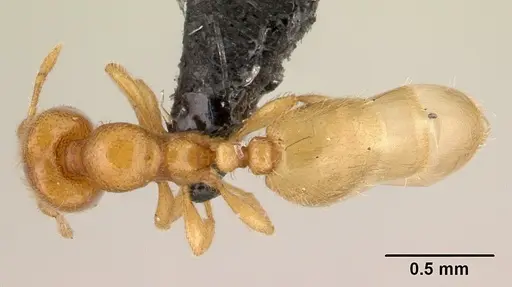 Carebara grandidieri specimen CASENT0444646 image casent0444646_1