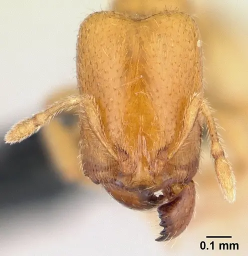 Carebara grandidieri specimen CASENT0444646 image casent0444646_2