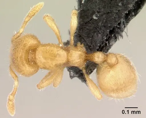 Carebara grandidieri specimen CASENT0451421 image casent0451421_1