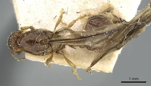 Carebara grandidieri specimen CASENT0906665 image casent0906665_1