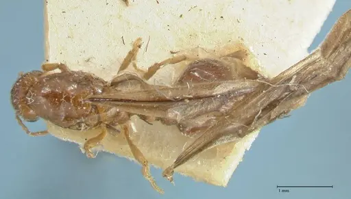 Carebara grandidieri specimen CASENT0906665 image casent0906665_2