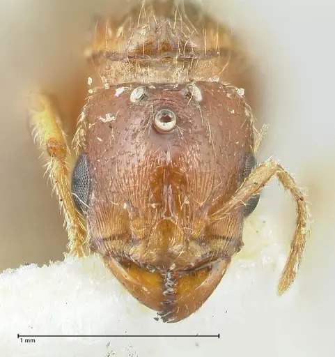 Carebara grandidieri specimen CASENT0906665 image casent0906665_4
