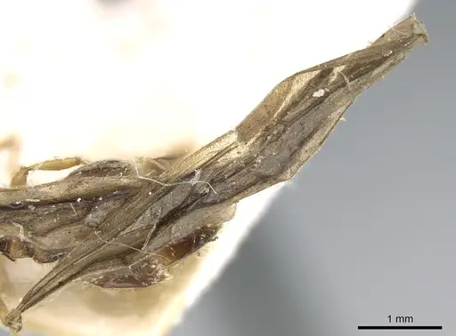Carebara grandidieri specimen CASENT0906665 image casent0906665_6